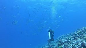 1.4K views · 51 reactions | Counting fish is easy, right? We...