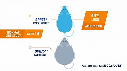 Sixteen rare genetic variants could protect people from being obese