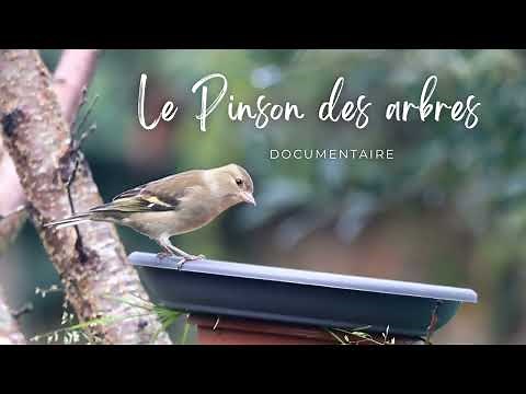 Chaffinch life : its habitat, diet and behavior