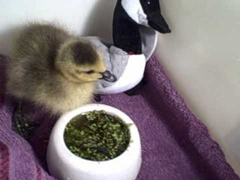 A Baby Goose!