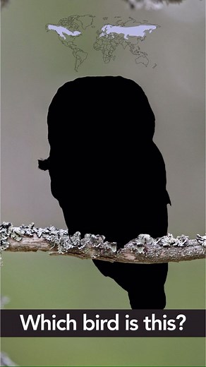 1.4K reactions · 137 shares | Here’s a fun bird ID challenge for #GBBC2023 . But you don’t have to be a bird ID expert to participate! Just watch or listen to birds anywhere you are in the world and share what you see and hear. Find out more at birdcount.org | Cornell Lab of Ornithology | Facebook