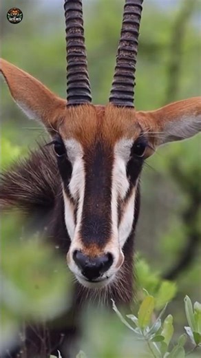 African Black Warrior Sable Antelope