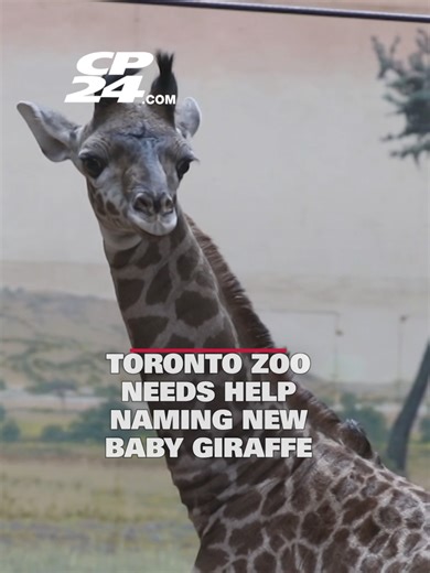 Help Name Toronto Zoo's New Baby Giraffe