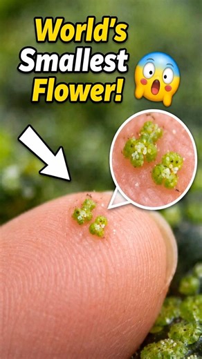 Wolffia : World’s smallest flower…….so tiny you might miss it