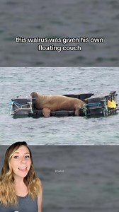 When Wally the wayward walrus drifted south from the Arctic to Ireland and then took a solo vacation across western Europe, he took to lounging on boats, often sinking them. 🛥️ Instead of rushing Wally along, people along the coast worked together to provide special floats for Wally as he made his way back toward the Arctic on his own time, including the British Divers Marine Life Rescue crafting a floating couch for him and Seal Rescue Ireland providing him with a Wally-friendly pontoon. 🌊 Wa