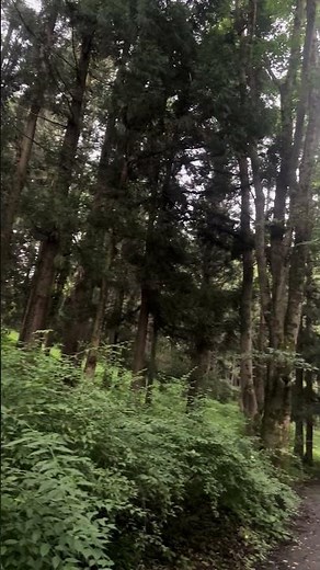 秩父の森で聞くウグイスの鳴き声｜癒しの自然音・森林散歩 #shotrs