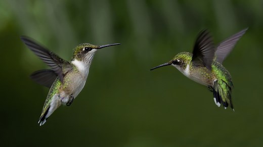 How To Safely Help A Hummingbird That's Stuck In Your Garage - House Digest