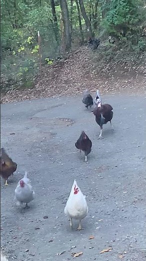 Free Range Flock Comes Running When Called || ViralHog