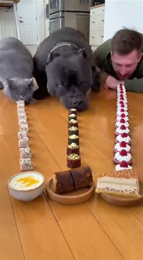 Dog Breaks Another Record Cat Giveup Midway #Cat #Dog #EatingChallange #Food #Pets