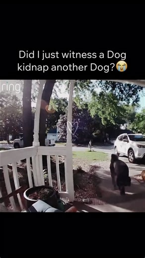 Im Just A Girlll 🎀 on Instagram: "What even happened ?? 😭 Ring’s new “Big Game” commercial highlights real stories of lost dogs reunited using Search Party. How Search Party works: 1. A neighbor reports their dog missing in the Ring app 2. Nearby Ring cameras securely scan recent clips for pets matching the description 3. If your camera finds a match, you’re asked whether you want to share the clip (nothing is shared automatically) 4. With one tap, you can send the clip and last known location