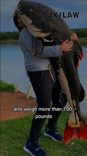 Redtail Catfish: The Amazon’s Giant with a Fiery Tail 🔥🐟