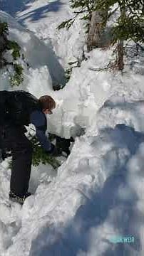 Snowmobilers rescue moose from tree well in Western Newfoundland