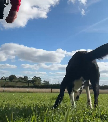 👩‍🏫 Behind the scenes at BCTGB 👩‍🏫 Our team’s role goes far beyond daily walks. They spend time helping each dog build skills, confidence, and trust. In this video, Heather is working with Monty, who can find handling a little difficult. She’s teaching him a simple “touch target” – encouraging him to tap her hand with his nose. It’s a small exercise, but it helps Monty see hands as something positive, and gives him some mental stimulation along the way. These quiet training moments are just