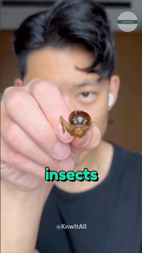 Japan's Craziest Vending Machine Revealed