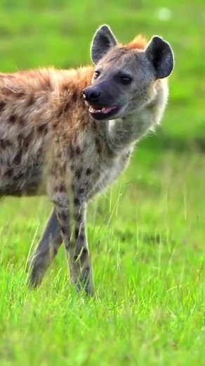 slow motion footage of a wild African hyena walking in the forest. Wild hyena portrait walking in the forest