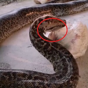 55K views · 206 reactions | The big python's hearty meal is the hen | Animal Future | Facebook