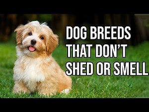 Discover the Cutest New Dog Breeds That Don't Shed or Smell!