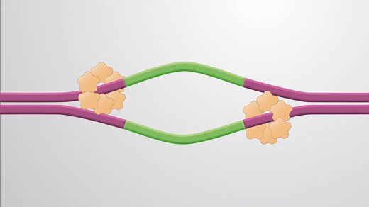 Video: Replication in Eukaryotes