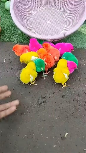 multi color chicks || chicks sound #birds #hen #chicks #petshub #chicken #cuteduck #pets #duck #cute