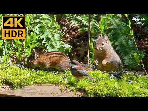 Cat TV for Cats to Watch 😺 Lovely Birds, Squirrels, Ducks 🦆 8 Hours(4K HDR)