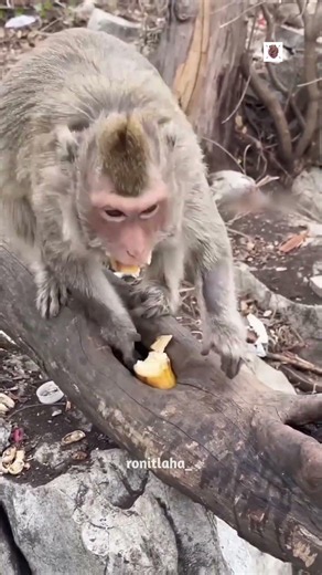 Why Every Monkey Failed to Get This Banana😱
