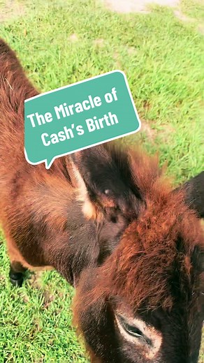 The Miracle of Cash's Birth - A Heartwarming Tale of Gratitude and Love