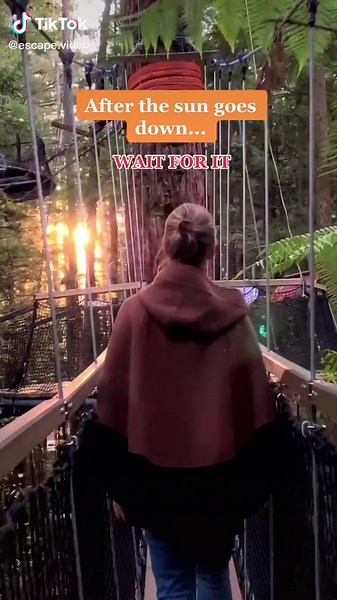 Explore Enchanting Redwood Forest in Rotorua, New Zealand