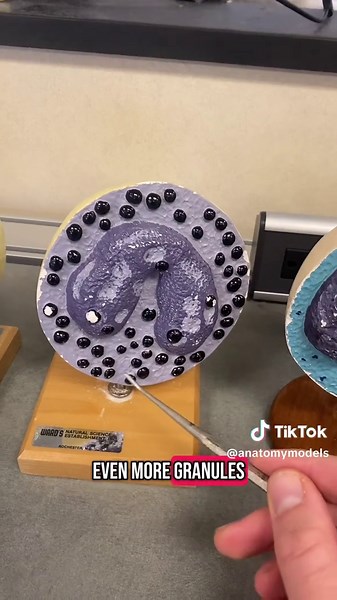 Leukocyte and Platelets Models in Human Anatomy Explained