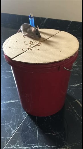 🐭 Genius DIY Mouse Trap! Watch the Mouse Fall Right In...