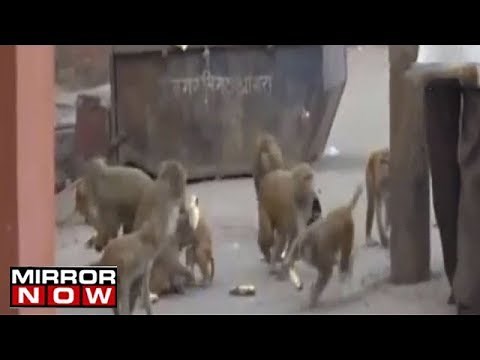 Monkey snatches and kills 12 day old baby in Agra
