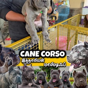 3.7K views · 42 reactions | Cane Corso Italian Mastiff Dogs | Very Large Powerful Rare and Exotic Dogs Part 22 | Prasanth360 | Facebook