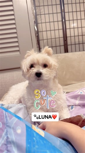 My Nuunett!❤️ #shichon #shortsvideo #zuchon #cutiepie #2026 #fyp