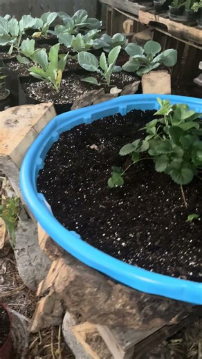 Planted Strawberries in a KIDDIE POOL and Now It’s a Strawberry Paradise 🍓The Green Garden Of Love