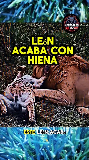 León acaba con hiena #leon #hiena #animales | Animales al azar