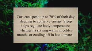 Top 9 Reasons Why Cats Sleep So Much