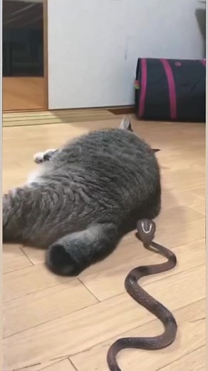 Gato vs culebra 🤣🤣 | Lobito Isaias