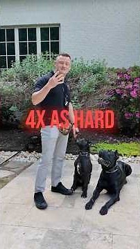 Why Training 2 Dogs Is 4X Harder!