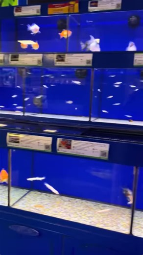 All great for beginners. #maidenheadaquatics #aquarium #fish #aquariums #temperatefish | Maidenhead Aquatics Littlehampton