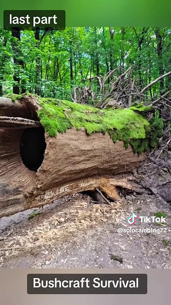 Building an Amazing Shelter in the Hollow After a Year. Rebuilding Bushcraft Survival #bushcraft #survival #shelter #camping #wildlife