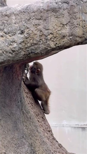 一緒にパンチ君のクライミング技術を見てみよう。let’s take a look at how Punch’s climbing skills have evolved#punch #パンチくん