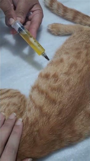 sampling for feline infectious peritonitis