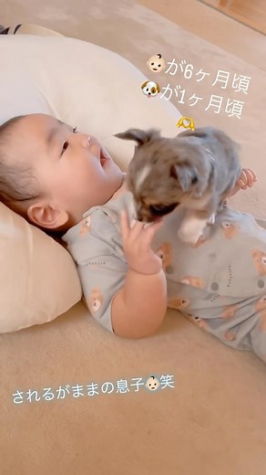チワワ🐾シルバ♡エルア+おチビ3匹 on Instagram: "2022.09.14 👶🏻6ヶ月頃🐶1ヶ月頃の動画🤭 何をされても動じない息子👏😂 令和4年生まれ同士、仲良く成長してね😍 👶🏻も🐶も成長早くて寂しいけど🥺❤️💦 #チワワ#ちわわ #ちわわ大好き #ちわすたぐらむ #ちわわのいる生活 #ちわわ部 #ロングコートチワワ#chihuahua#chihuahualove #chihuahualife #dog #dogs #わんこ #わんこなしでは生きていけません会 #わんこのいる生活#いぬのいる暮らし#いぬすたぐらむ#いぬ#犬#赤ちゃん#ベイビー#baby#赤ちゃんと犬#あかちゃんのいる生活 #子犬#仔犬#こいぬすたぐらむ#こいぬのいる暮らし#いやしわんこ #癒し犬"