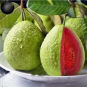 100 Guava Fruit Tree Seeds for Planting - Exotic and Delicious Tropical Fruit. Great for Live Indoor Bonsai Tree - Fruit Seed for Sewing