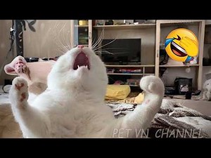 Funny Cats And Dogs Compilation 2026 🐶🐱Try Not To Laugh 😂