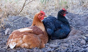 Sex Link chickens: The perfect layers for any backyard — The Featherbrain