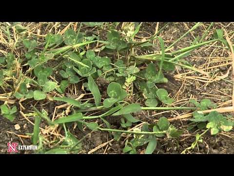 Clover Pros and Cons