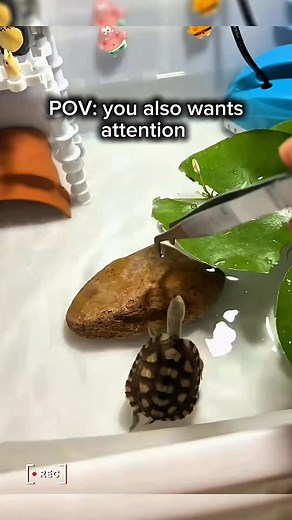 1.3M views · 21K reactions | I need attention too 梁 Credits to Mr. Turtle #thelazyaquarist #fishreels #fishvideos #fishkeeping #turtle | The Lazy Aquarist | Facebook