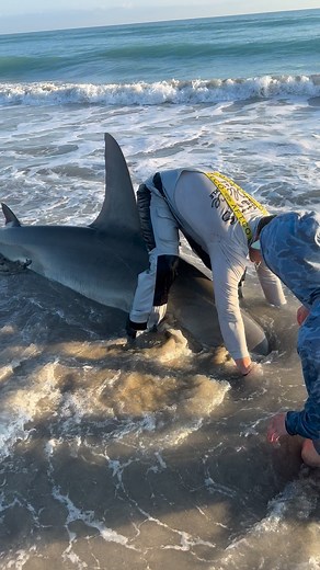UNHOOKING GIANT HAMMERHEAD SHARK #fishing #fyp #sharkfishing🦈 #sharkfishing #florida #fypシ #shark #conservation #soflo #explore #trending #foryoupage #fish #duet #viralvideos #floridaman #funnyvideos #CapCut #tiktok #explorereels #explorepage✨ #trending #viral #ocean #fish #summer #instagram #beach #nofilter #fun #trendingreels #goliathgrouper #spearfishing #baracuda | MacSharks