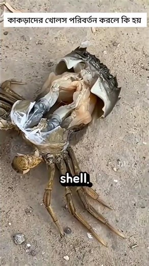 How crab changes their shell, Rare video #crab #pranicharge #fishing
