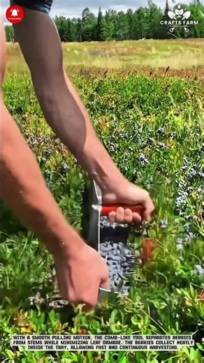 Manual Blueberry Harvesting Tool: Efficient Hand Raking in Wild Berry Fields #smartfarming